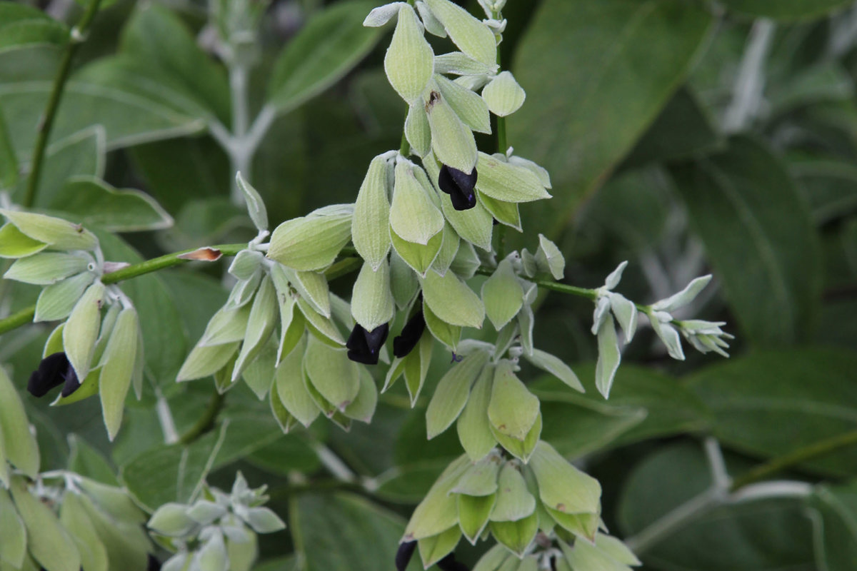 Salvia discolor (6).jpg